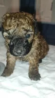 Brady, a male Poodle - Toy  for sale in Rogers, AR – 1 of 5