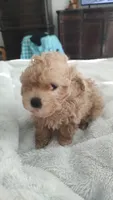Bradley, a male Poodle - Toy  for sale in Rogers, AR – 2 of 4