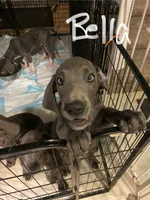 BlueBelle “Bella”, a female Great Dane for sale in San Tan Valley, AZ – 3 of 7