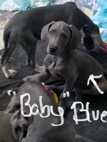 BabyBlue “Baby”, a female Great Dane for sale in San Tan Valley, AZ – 2 of 9