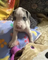 Chico, a male Great Dane for sale in San Tan Valley, AZ – Photo 6 of 10