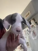 Chico, a male Great Dane for sale in San Tan Valley, AZ – 3 of 10