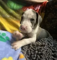 Chico, a male Great Dane for sale in San Tan Valley, AZ – Photo 8 of 10