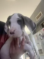 Chico, a male Great Dane for sale in San Tan Valley, AZ – 4 of 10