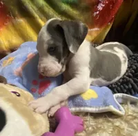 Chico, a male Great Dane for sale in San Tan Valley, AZ – Photo 9 of 10