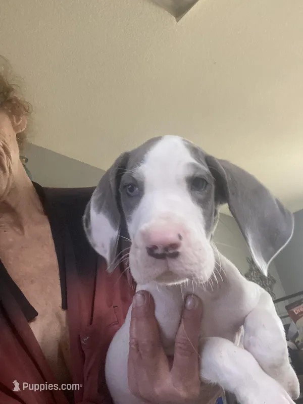 Chico – Great Dane puppy for sale in San Tan Valley, AZ