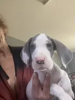 Chico, a male Great Dane for sale in San Tan Valley, AZ – 1 of 10