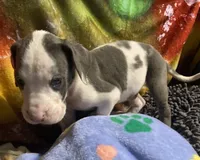 Chico, a male Great Dane for sale in San Tan Valley, AZ – Photo 5 of 10