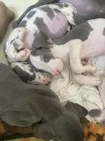 Chico, a male Great Dane for sale in San Tan Valley, AZ – 6 of 10