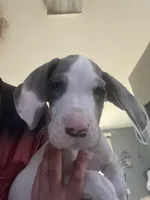 Chico, a male Great Dane for sale in San Tan Valley, AZ – 5 of 10