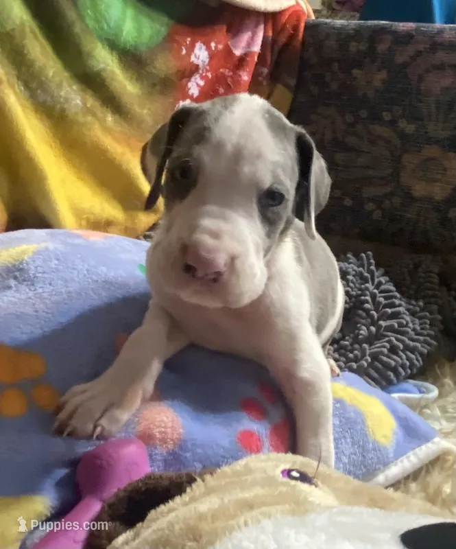 Chico – Great Dane puppy for sale in San Tan Valley, AZ