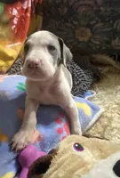 Chico, a male Great Dane for sale in San Tan Valley, AZ – Photo 7 of 10