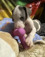 Chico, a male Great Dane for sale in San Tan Valley, AZ – Photo 3 of 10