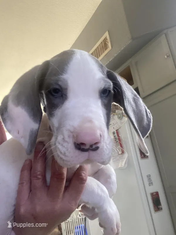 Chico – Great Dane puppy for sale in San Tan Valley, AZ