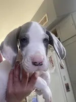 Chico, a male Great Dane for sale in San Tan Valley, AZ – 2 of 10
