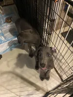 BlueBelle “Bella”, a female Great Dane for sale in San Tan Valley, AZ – 4 of 7