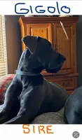 BlueBelle “Bella”, a female Great Dane for sale in San Tan Valley, AZ – 6 of 7