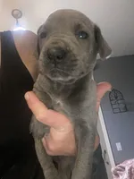 Blue “Stone”, a male Great Dane for sale in San Tan Valley, AZ – Photo 6 of 10