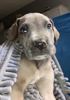 Blue “Stone”, a male Great Dane for sale in San Tan Valley, AZ – Photo 5 of 10