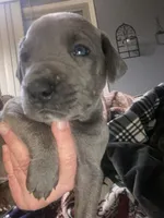 Blue “Stone”, a male Great Dane for sale in San Tan Valley, AZ – Photo 7 of 10