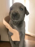 Blue “Stone”, a male Great Dane for sale in San Tan Valley, AZ – Photo 4 of 10