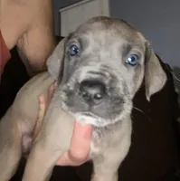 Blue “Stone”, a male Great Dane for sale in San Tan Valley, AZ – Photo 8 of 10