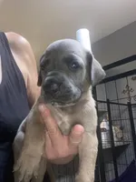 Blue “Stone”, a male Great Dane for sale in San Tan Valley, AZ – Photo 9 of 10