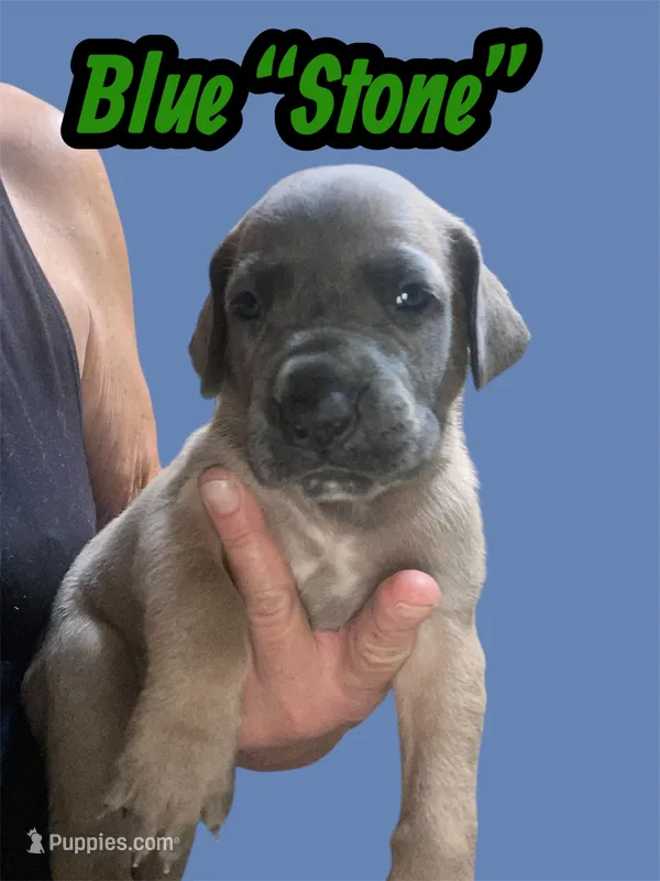 Blue “Stone” – Great Dane puppy for sale in San Tan Valley, AZ