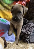 Blue “Stone”, a male Great Dane for sale in San Tan Valley, AZ – Photo 10 of 10