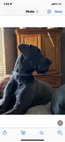 BabyBlue “Baby”, a female Great Dane for sale in San Tan Valley, AZ – 9 of 9