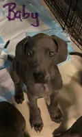 BabyBlue “Baby”, a female Great Dane for sale in San Tan Valley, AZ – 6 of 9