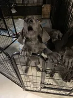 BabyBlue “Baby”, a female Great Dane for sale in San Tan Valley, AZ – 8 of 9