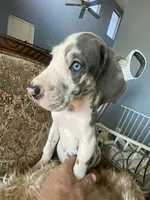 Gummo , a male Great Dane for sale in San Tan Valley, AZ – 4 of 10