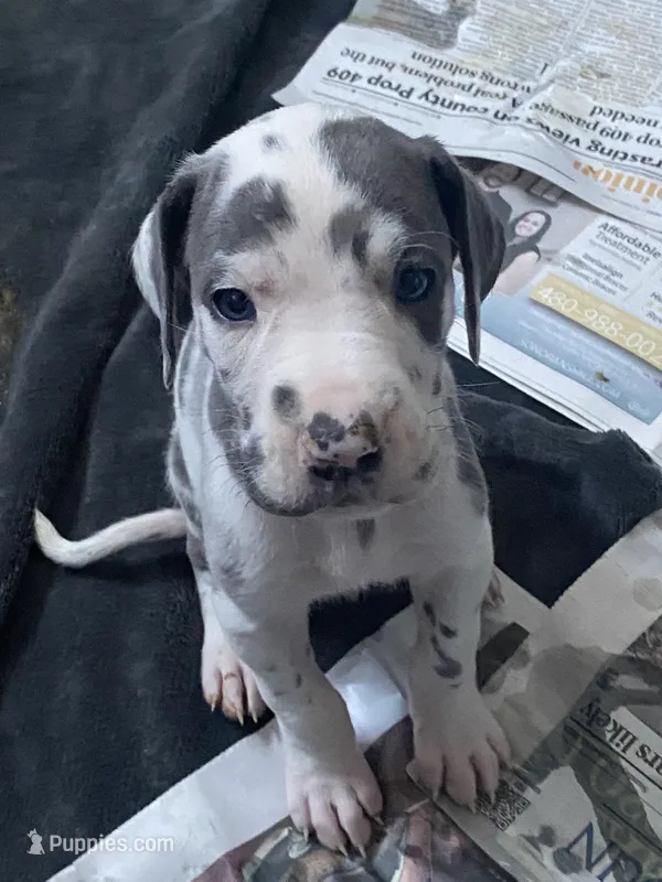Gummo  – Great Dane puppy for sale in San Tan Valley, AZ