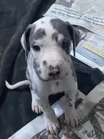 Gummo , a male Great Dane for sale in San Tan Valley, AZ – Photo 1 of 10