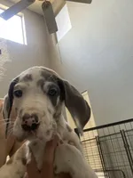 Gummo , a male Great Dane for sale in San Tan Valley, AZ – 7 of 10