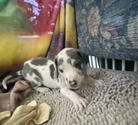 Gummo , a male Great Dane for sale in San Tan Valley, AZ – Photo 6 of 10