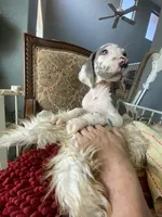 Gummo , a male Great Dane for sale in San Tan Valley, AZ – 1 of 10