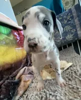 Gummo , a male Great Dane for sale in San Tan Valley, AZ – Photo 4 of 10