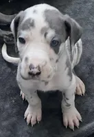 Gummo , a male Great Dane for sale in San Tan Valley, AZ – Photo 3 of 10