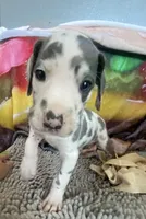 Gummo , a male Great Dane for sale in San Tan Valley, AZ – Photo 7 of 10