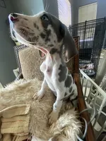 Gummo , a male Great Dane for sale in San Tan Valley, AZ – 5 of 10