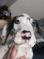 Gummo , a male Great Dane for sale in San Tan Valley, AZ – 3 of 10