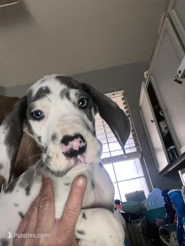 Gummo  – Great Dane puppy for sale in San Tan Valley, AZ