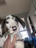 Gummo , a male Great Dane for sale in San Tan Valley, AZ – 2 of 10