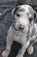 Gummo , a male Great Dane for sale in San Tan Valley, AZ – Photo 5 of 10