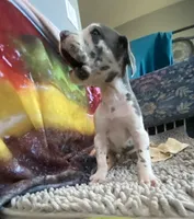 Gummo , a male Great Dane for sale in San Tan Valley, AZ – Photo 2 of 10