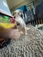 Gummo , a male Great Dane for sale in San Tan Valley, AZ – Photo 8 of 10