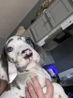 Gummo , a male Great Dane for sale in San Tan Valley, AZ – 6 of 10