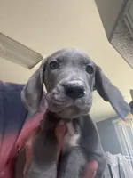 Luna, a female Great Dane for sale in San Tan Valley, AZ – Photo 2 of 9